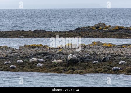 Harbour seals enjoying summer on Iceland Stock Photo