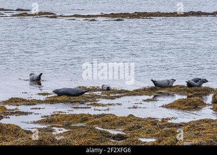 Harbour seals enjoying summer on Iceland Stock Photo