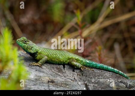 Emerald swift or green spiny lizard - Sceloporus malachiticus, species of small lizard in the Phrynosomatidae family, native to Central America, lying Stock Photo
