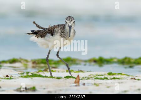 Common Greenshank - Tringa nebularia is a wader in family Scolopacidae, typical waders, black and brown and white bird of shore, migrating from Europe Stock Photo