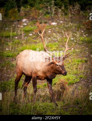 An elk, who I named Regor, grazing at the edge of a forest in Banff National Park in Alberta, Canada. Stock Photo