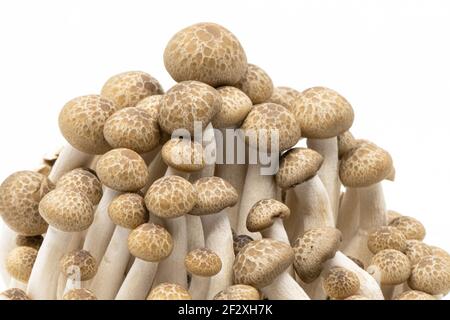 Close-up Shimeji Mushrooms isolated on White Background. Brown Shimeji on White Stock Photo