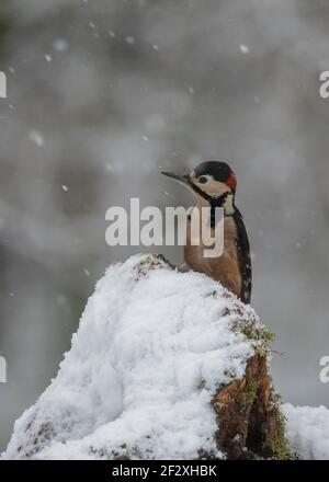 Woodpecker great spotted  (Dendrocopos major), sitting on snow covered tree stump in a rural garden, Dumfries, S Scotland Stock Photo