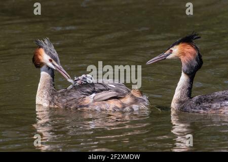 great crested grebe, Podiceps cristatus, pair of adults swimming on water with chicks, Norfolk, England, United Kingdom Stock Photo