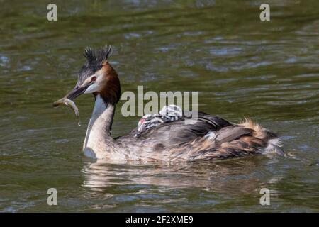 great crested grebe, Podiceps cristatus, adult swimming with chick, Norfolk, England, United Kingdom