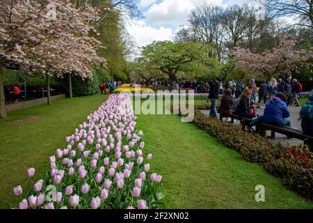 Visitors sitting on benches and enjoying spring flowerbeds of tulip at Keukenhof gardens near Lisse, Netherlands, Europe. Stock Photo