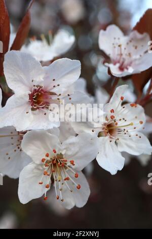 Prunus cerasifera  Cherry plum – small white bowl-shaped flowers with many stamens, red stalks, brown leaves,  March, England, UK Stock Photo