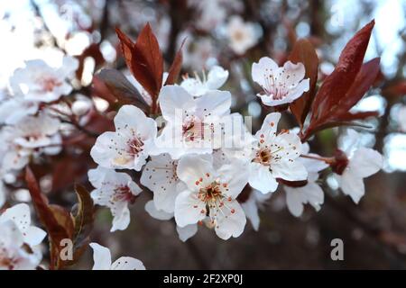 Prunus cerasifera  Cherry plum – small white bowl-shaped flowers with many stamens, red stalks, brown leaves,  March, England, UK Stock Photo