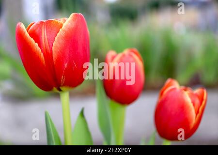 Tulipa ‘Ad Rem’  Darwin hybrid 4 Ad Rem tulip – scarlet red tulips, yellow margins,  March, England, UK Stock Photo