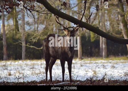 Dybowskii Deer in the WInter Forest Under the Trees Stock Photo