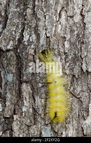 American Dagger Moth, Acronicta americana, caterpillar crawling up post oak, Quercus stellata Stock Photo