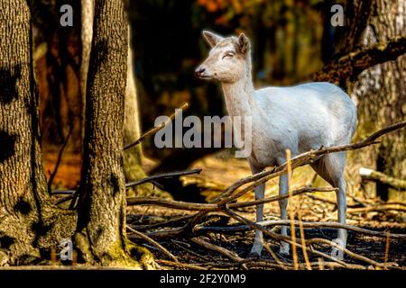 Fallow Deer In Wooded Area Stock Photo
