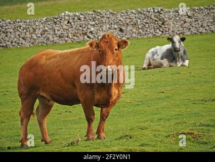 strong brown beef cow standing in field with dry-stone wall & seated grey/white companion in upland pasture in Eden Valley Cumbria, England, UK Stock Photo