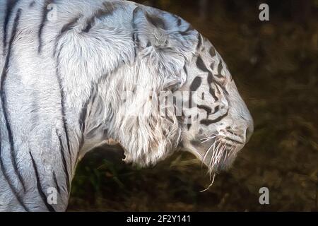 The White Bengal Tiger is a subspecies of Tiger, found throughout the Indian subcontinent. Stock Photo