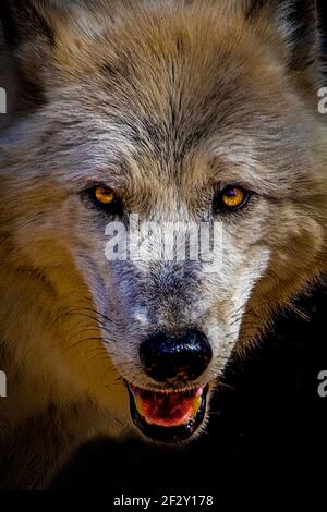 Grey Wolf In A Zoo. Stock Photo