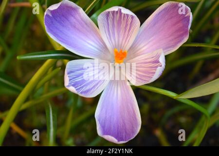 Dutch crocus is spring blooming bulb with large yellow white purple to striped and bronze flowers It grows tall planted in rock gardens or flower beds Stock Photo