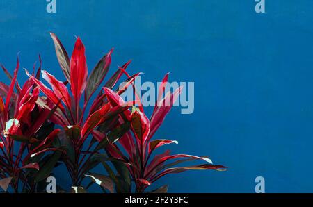 Hawaiian Ti Plants (Cordyline minalis) in bright color with blue wall background Stock Photo