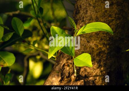 Syzygium polyanthum shoots on the old trunk, with common names Indian bay leaf and Indonesian bay leaf, is a species of plant in the family Myrtaceae, Stock Photo