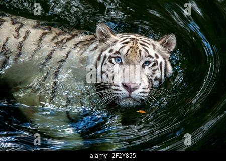 A white tiger at Singapore Zoo swimming in the moat surrounding its enclosure. This tiger is particularly fond of diving into the moat. Stock Photo