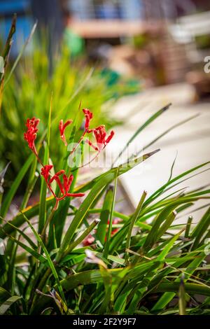 Red Kangaroo Paw plant in domestic garden Stock Photo