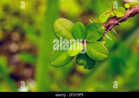 Euphorbia milii green leaves in shallow focus Stock Photo