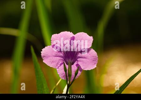 Ruellia simplex, the Mexican petunia, Mexican bluebell or Britton's wild petunia, also called Kencana Ungu in Indonesia Stock Photo