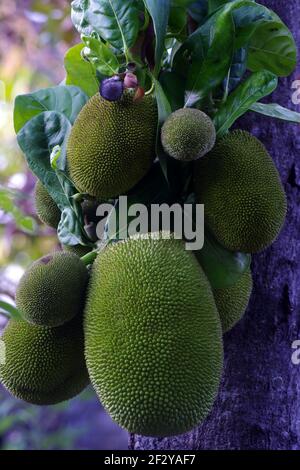 Big and small jackfruits on the trunk of the tree Stock Photo