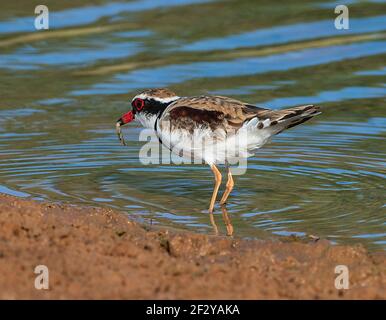 Black-fronted Dotterel (Elseyornis melanops) with food in beak, Charlotte Plains, near Cunnamulla, Queensland, QLD, Australia Stock Photo