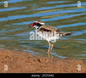 Black-fronted Dotterel (Elseyornis melanops) with beak open, Charlotte Plains, near Cunnamulla, Queensland, QLD, Australia Stock Photo