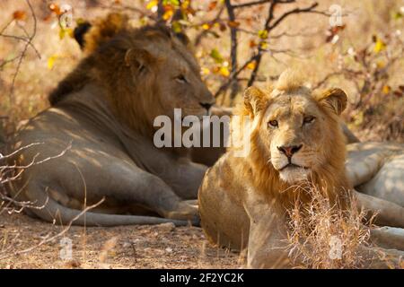 Male lions relaxing in the bush during a hot day, photo taken on a safari in South Africa