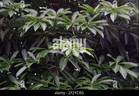 Alstonia scholaris, commonly called blackboard tree in a sunny day. Natural background. Stock Photo
