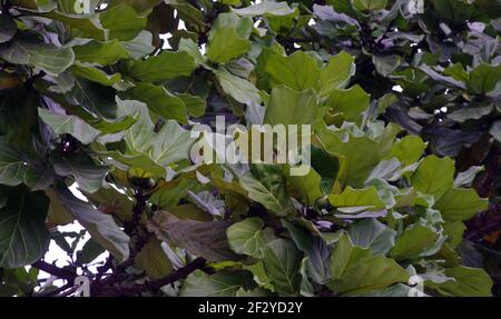 Terminalia catappa, Tropical almond or Indian-almond leaves on a sunny day. Stock Photo
