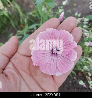 on the palm of the hand pink flower close-up top view Stock Photo
