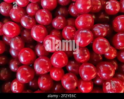 red round cherry berries close up for background Stock Photo