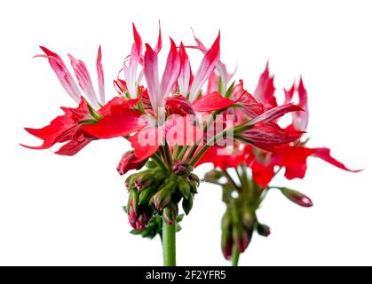 Stellar pelargonium, Stjärnpelargon (Pelargonium x hortorum) Stock Photo