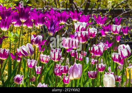 Field of tulips: Tulipa ‘Rem’s Favorite’ (Triumph Tulip), Tulipa 'Purple Dream' (Lily-Flowered Tulip) and other cultivars. New England Botanic Garden. Stock Photo