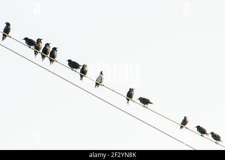 Starlings sit on electrical wires. Stock Photo