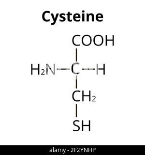 Cysteine (l-cysteine, Cys, C) amino acid molecule. Skeletal formula ...