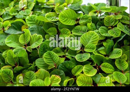 seedlings of mussaenda in the greenhouse. Green small seedlings are prepared for transplanting. Stock Photo
