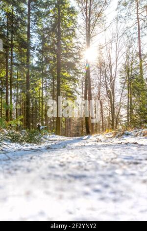 Snow-covered forest path in direct backlight in winter with pine trees Stock Photo
