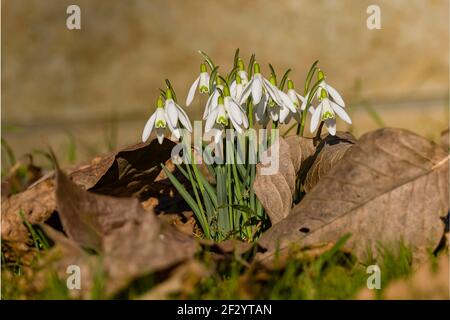 Close-up of a bunch of snowdrops (Galanthus nivalis). Stock Photo