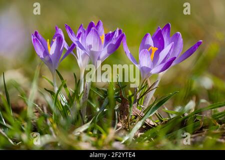 Close-up of a bunch of purple wild crocuses (Crocus tommasiniánus), growing in a meadow with others. Stock Photo