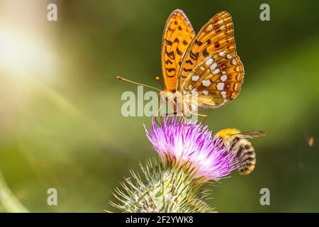 Closeup macro shot of a beautiful colourful Dark Green Fritillary butterfly and bee on a thistle flower with scenic sun rays Stock Photo