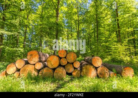 Pile of freshly cut logs in the forest in spring with green foliage Stock Photo