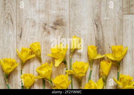 Yellow Narcissus trumpet,daffodil,Narcissus pseudonarciss bell-shaped flowers,macro,long leaves,ornamental plant,floor background Stock Photo