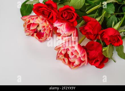 five red roses, three pink tulips, on a light background,flowers,flora,close-up,macro,place for text,greeting card Stock Photo