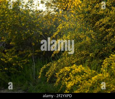 Mimosa branches on a tree in Spain. Acacia Stock Photo