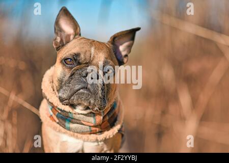 Head of French Bulldog dog wearing colorful scarf in front of blurry dry grass autumn background Stock Photo