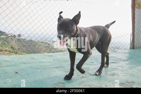A funny black American Pitbull Terrier running on the concrete floor Stock Photo