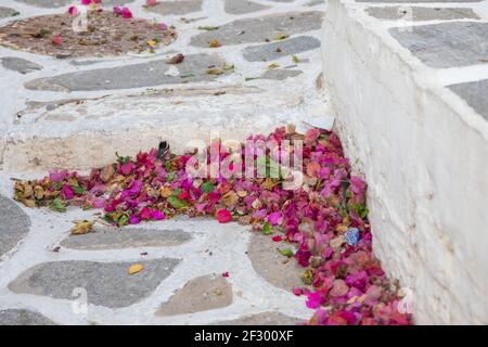 Pink Bougainvillea flower petals on the sidewalk with distinctive white joints. Parikia, Paros Island, Greece. Stock Photo